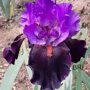 Category